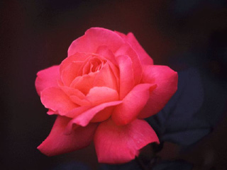 rose.jpg (20876 bytes)